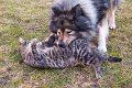 hugo_speedy (2)